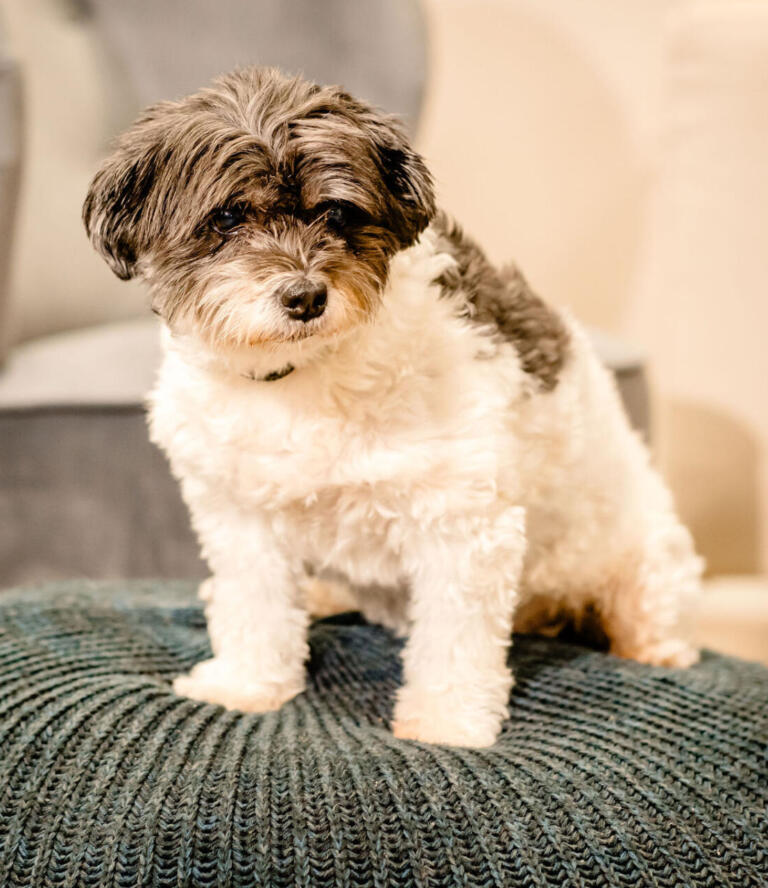 Spikie van Spiegelexpert